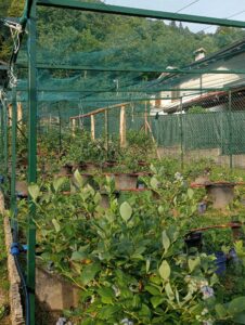 Azienda Agricola De Lorenzi